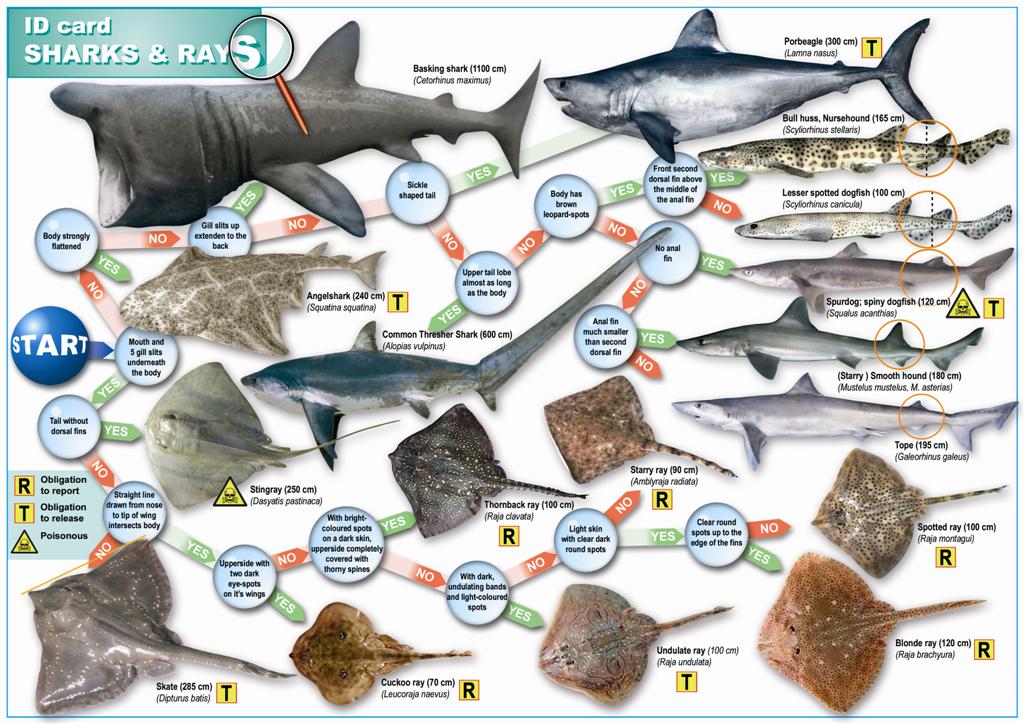 Sharks, skates and rays of The English Channel and the southern North Sea