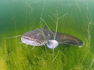 Hoe meerval in de Westeinderplassen vervaagt: uItdoven van een relictpopulatie