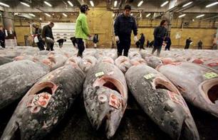 Tolk betaling Noord West Sportvisserij Nederland - Over een paar jaar is alle tonijn in de zee  gewoon op