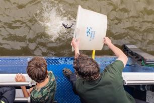 Uitzetting Europese steuren in de Rijn trekt aandacht van pers (video's)