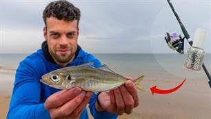 VISblad TV: makreelvissen met glitters en glimmers (video)